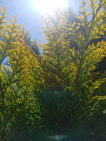 The sun shines through the green thuja bushの写真素材