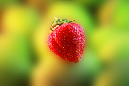 Red Strawberry green Diffused Backgroundの写真素材