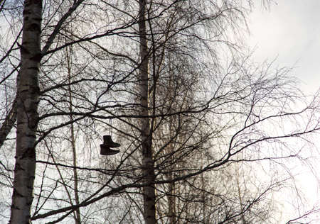 Shoes Hanging in Treeの写真素材