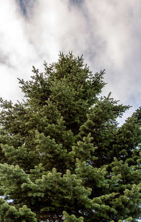 Pine Tree with White Cloudsの写真素材