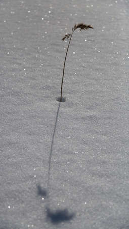 Grass Alone in the Snowの写真素材
