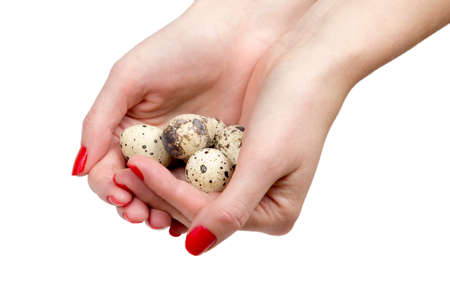 Female Hands Holding Quail Eggsの写真素材