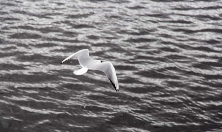 Blackheaded Gull Flying Awayの写真素材