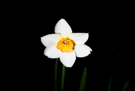 White Daffodil (Narcissus papyraceus) with black background.の写真素材