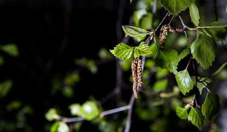 Birch Tree Leaves with Seed Capsule with green leaves.の写真素材