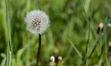Dandelion with Seedsの写真素材
