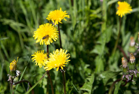 Bee on a Dandelionの写真素材