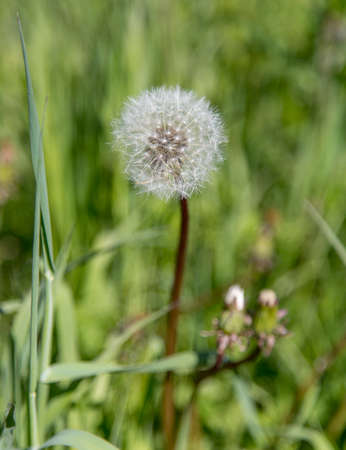 Dandelion with Seedsの写真素材