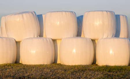 Wrapped Silage Bales in Fieldの写真素材