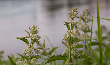 stinging nettles Urtica dioicaの写真素材