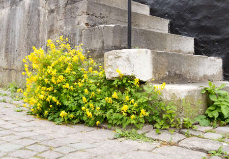 Yellow Flowers by Stone Steps and cobblestone street.の写真素材