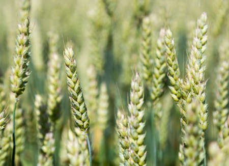 Wheat Growing in Fieldの写真素材