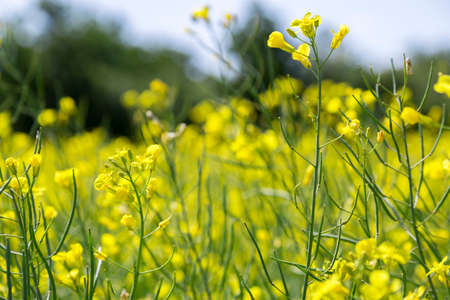 Plenty of Rapeseed Growing in Field.の写真素材