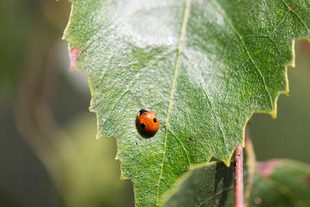 Ladybug on Green Birch Leafの写真素材