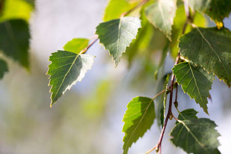 Birch Leavesの写真素材
