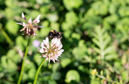 Bumblebee Gathering Nectar from Cloverの写真素材