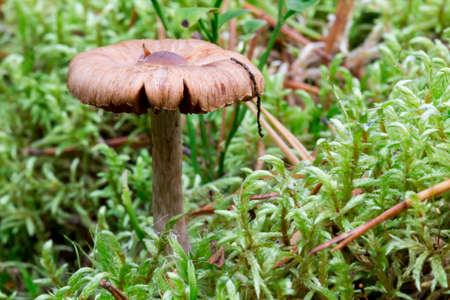 Mushroom Close Up by Mossの写真素材