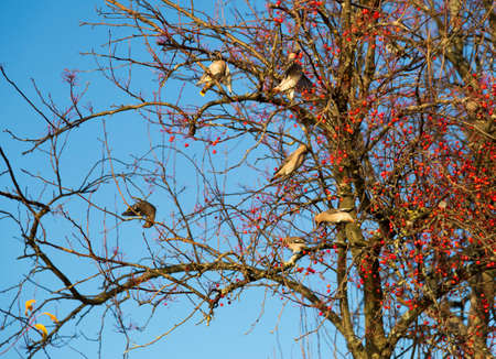 Waxwings Eating Berriesの写真素材