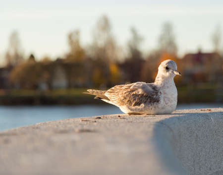Young Seagull Restingの写真素材