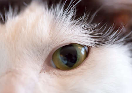 Cat's Eye Close Upの写真素材