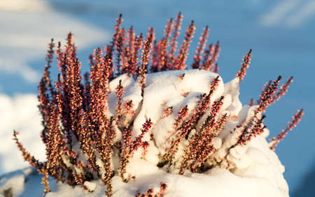 Plant Covered in Snowの写真素材