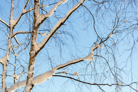 Snow Covered Birch Tree with a clear blue sky behind it.の写真素材