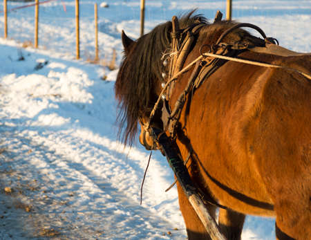 Brown Horse in Winter with bellsの写真素材
