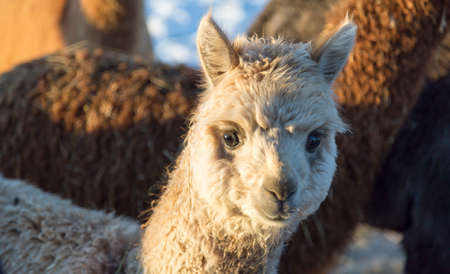 White Baby Alpacaの写真素材