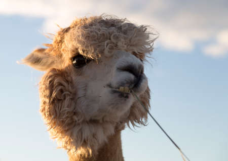 White Alpaca Eating Grassの写真素材