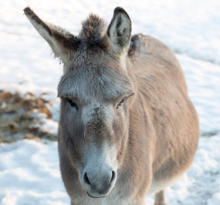 Donkey's Face in Winterの写真素材