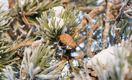Pine Cone in Winter