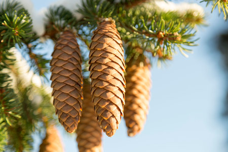Spruce Tree Cones close up
