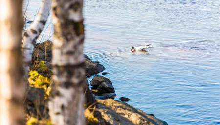 Black-Headed Gull in River eating by the shore.の写真素材