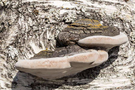 Amadou on Birch Tree close up.の写真素材