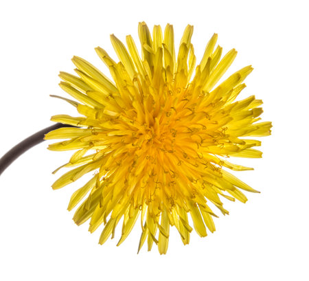 Common Dandelion Close Up on white background.の写真素材