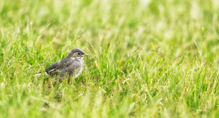 White wagtail Chick in grass.の写真素材