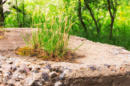 Grass Growing o Concrete with trees and vegetation in the background.の写真素材