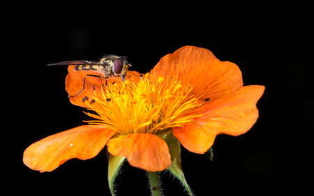Insect on Orange Flower close up with a black background.の写真素材
