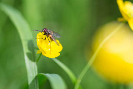 Fly on Buttercup Flower Close up.の写真素材