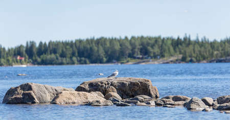 Common Gull Standing on Rock By Sea with trees in the background.の写真素材