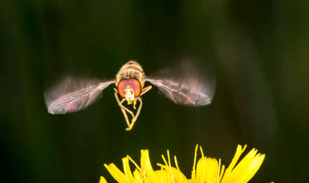 Marmalade Hoverfly Flying above Flower close up.の写真素材