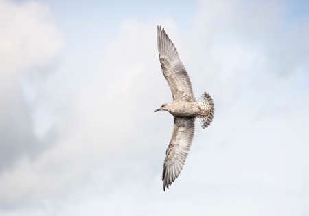 Young Seagull Flying with a cloudy background.の写真素材