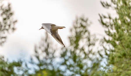 Black-headed Gull Flying with Trees in the background.の写真素材