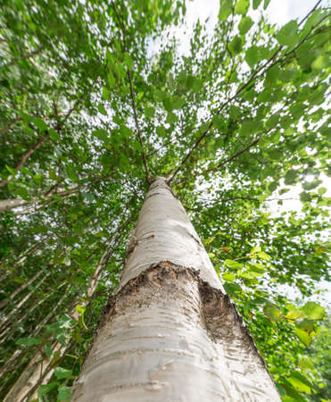 Inside Birch Tree Looking Up.の写真素材