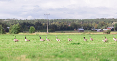 Canada Geese in Farm Field with forest behind.の写真素材