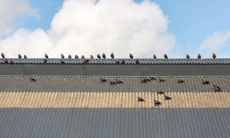 Western Jackdaws on Roof with a partly cloudy sky behind.の写真素材