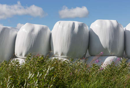 Silage Balls Close Up with vegetation in the foreground.の写真素材