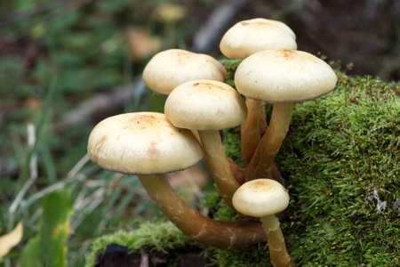 Mushrooms in Moss close upの写真素材