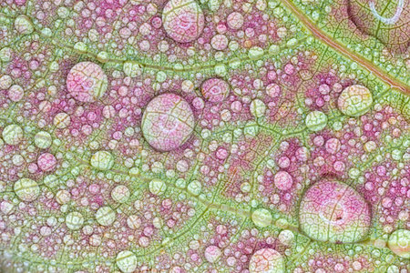Leaf with Water Droplets Close Up.
