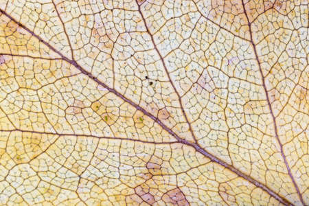 Yellow Birch Leaf Close Up macro image.の写真素材